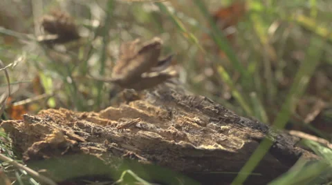Beechnut Falling On A Stump Stock Footage 36652991