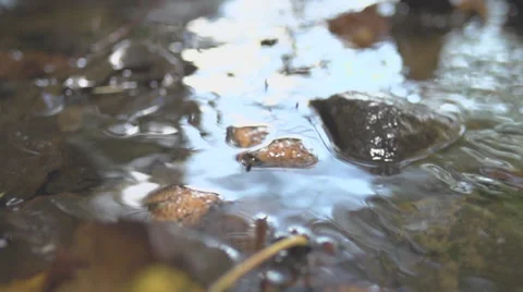 Beechnut Swimming In A River Stock Footage 36664844