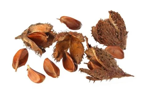 Beechnuts and husks. Stock Photos