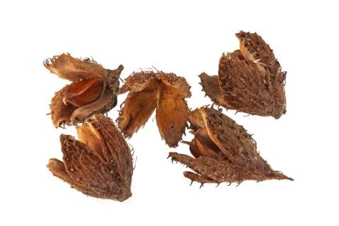 Beechnuts and husks. Stock Photos