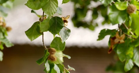 Beechnuts close up at autumn tree, 4K Stock Footage 106385745