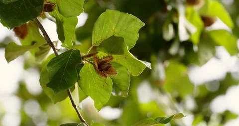 Beechnuts close up at autumn tree, 4K Stock Footage 106385929
