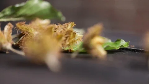 Beechnuts Falling on Table Closeup Stock Footage 99138338