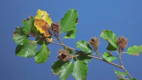 Beechnuts opening in time lapse (blue screen) Stock Footage 317302579