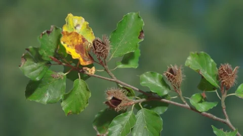 Beechnuts opening in time lapse Stock Footage 317302570