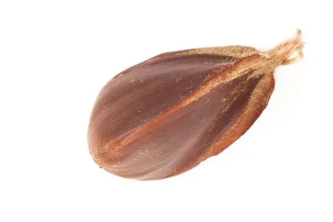 Beechnuts Stock Photos