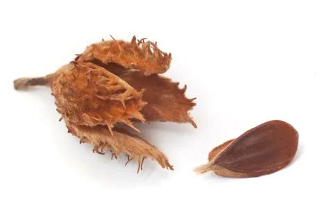 Beechnuts Stock Photos