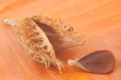 Beechnuts Stock Photos