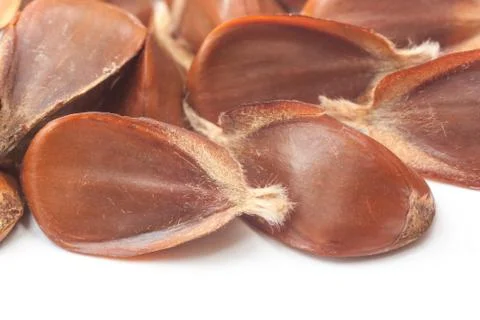 Beechnuts Stock Photos