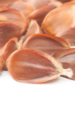 Beechnuts Stock Photos