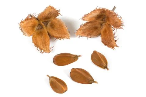 Beechnuts with shells Stock Photos