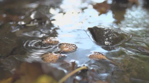 Beechnuts Swiming In Water Of A Small River In Slow Motion Video stock 36664922
