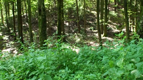 Beechwood Dreams: A Forest Haven Stock Footage 313595877