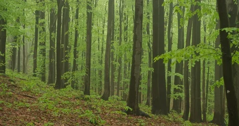 Beechwood forest, spring, 4k Stock Footage 89643119