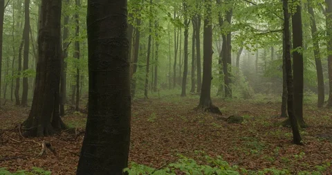 Beechwood forest, spring, 4k Stock Footage 89643169