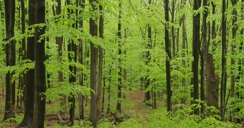 Beechwood forest, spring, 4k Stock Footage 89643224