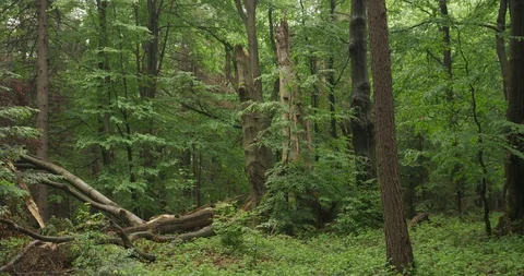 Beechwood, old forest with lying branches, 4k Stock Footage 89750154