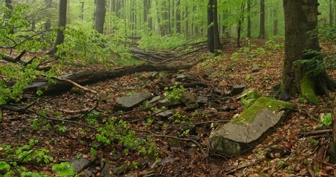 Beechwood, old forest with lying dead wood, 4k Stock Footage 89643014