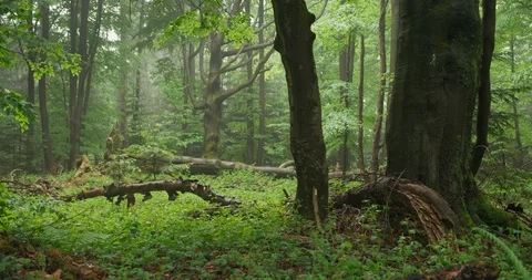 Beechwood, old forest with lying dead wood, 4k Stock Footage 89750146
