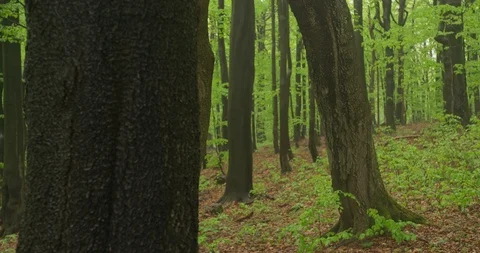 Beechwood, old forest with thick tree, 4k Stock Footage 89643183