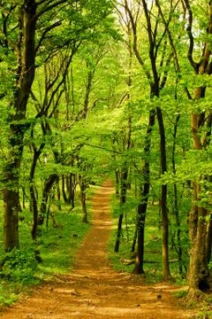 Beechwood Stock Photos