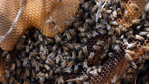 Bee,close up honeycomb on olive tree nature swarm honey bee on comb beehive 스톡 동영상 119683702