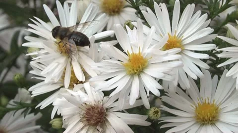 Bee,drones fired from the hive. Stock Footage 8776253
