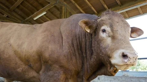 Beef, 4K Stock Footage 89933255