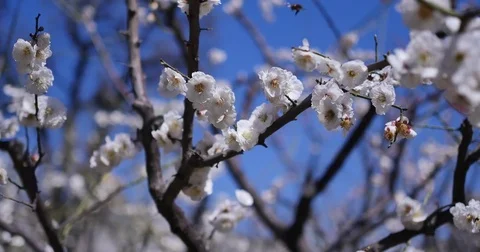 Beef  and  flowers Video stock 74157910