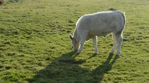 Beef in the backlight 動画素材 11136015