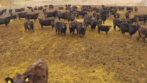 Beef Bulls on the Farm. Breeding Animals, Livestock. View from above Stock Footage 124154643