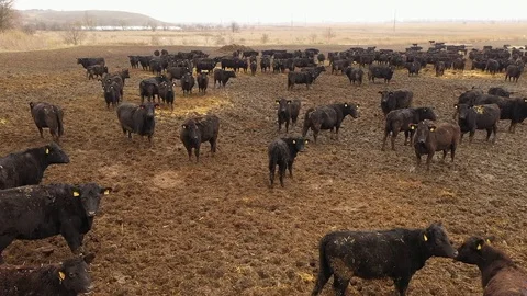 Beef Bulls on the Farm. Breeding Animals, Livestock. View from above Stock Footage 124155366
