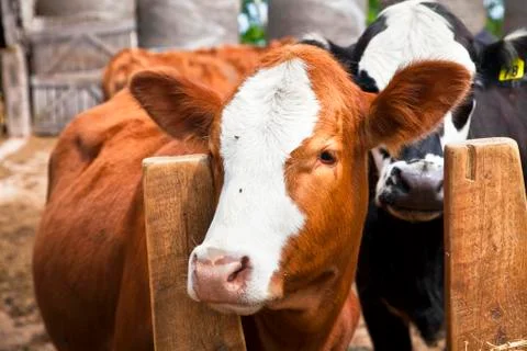 Beef calves Stock Photos