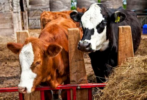 Beef calves Stock Photos