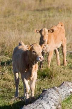 Beef Calves Stock Photos