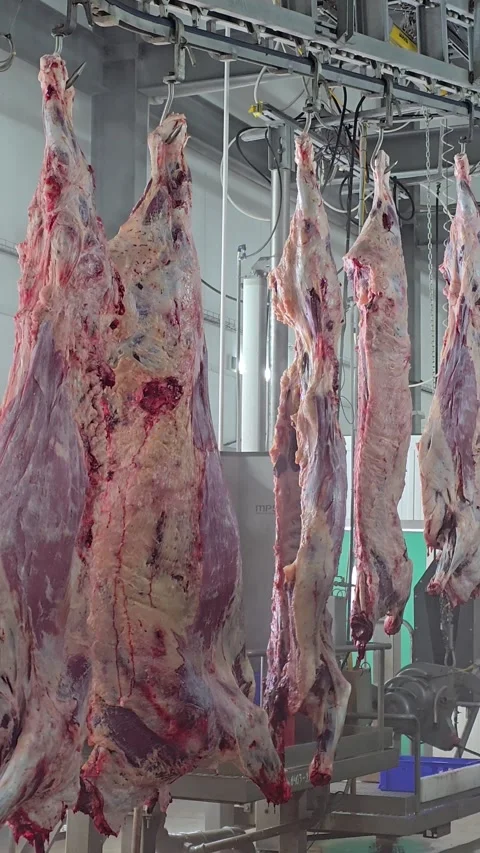 Beef carcass cutting on an automated line at a meat processing plant. Stock Footage 330274954