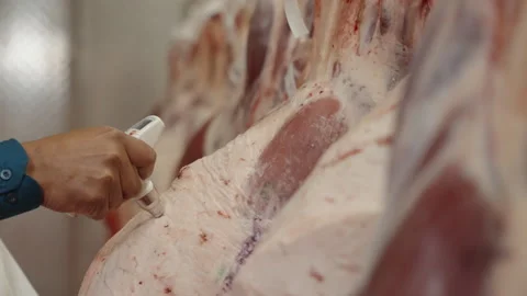 Beef Carcass Quality Inspection with Probe in Industrial Meat Plant Stock Footage 341852235