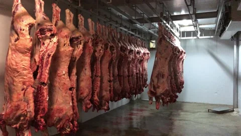 Beef carcasses hanging in coldroom HD 4K 库存影片 172287655