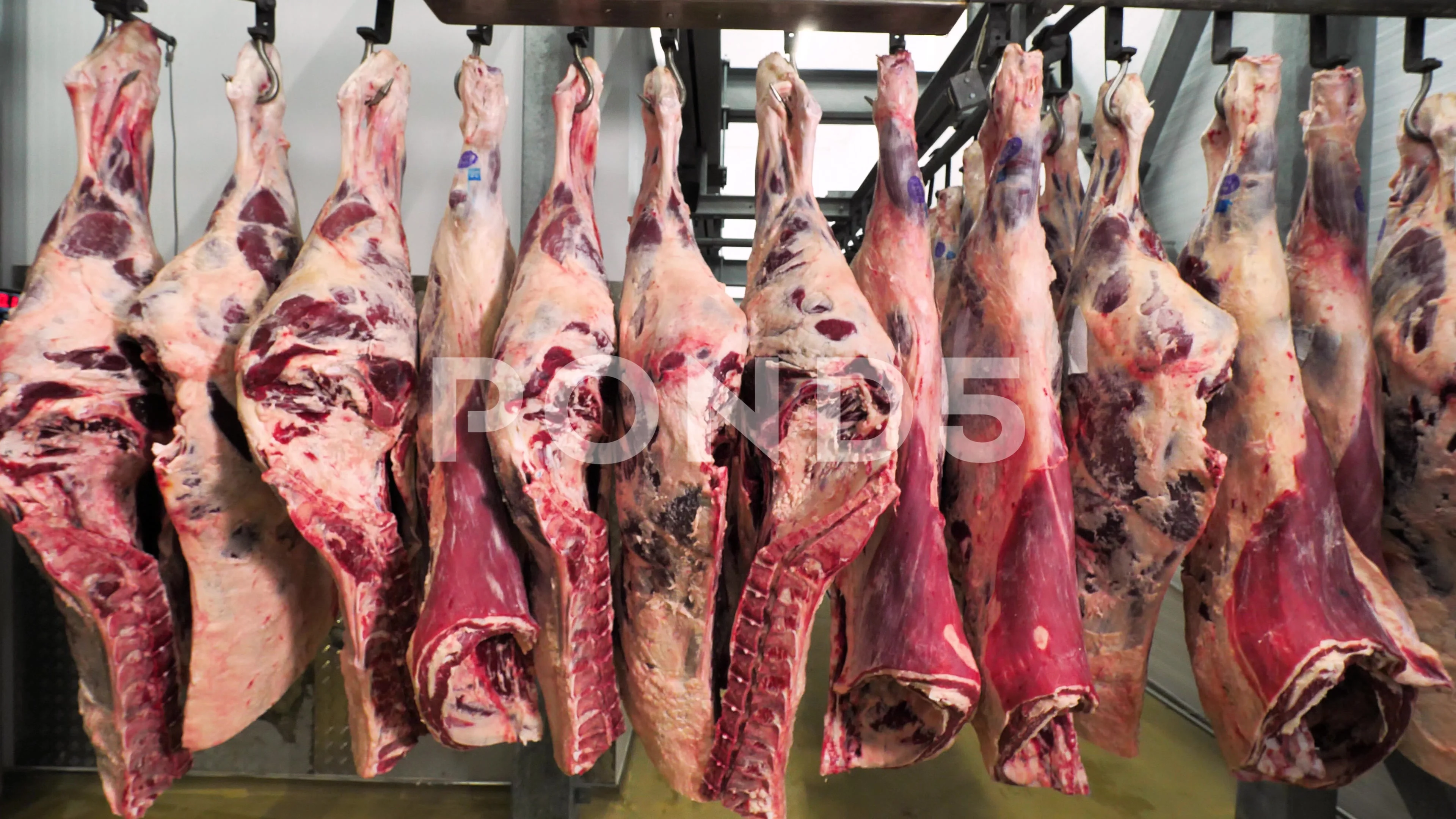 carcasses of beef hanging on hooks close, Stock Video