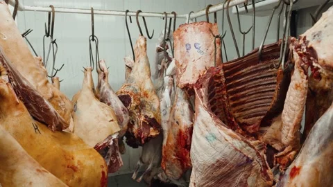 Beef carcasses hanging on hooks in a meat factory. Stock Footage 142181225