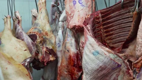 Beef carcasses hanging on hooks in a meat factory. Stock Footage 167301816