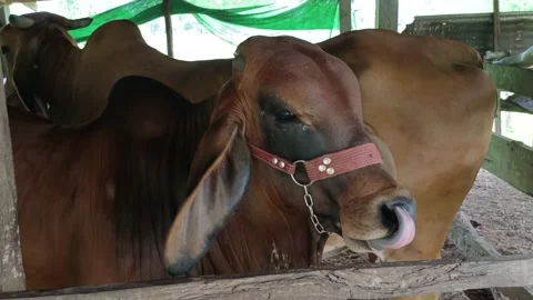 Beef cattle 1 Video stock 196208182