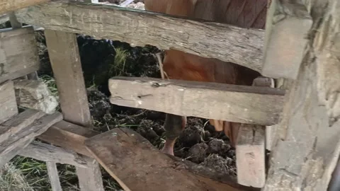 Beef cattle 2 Video stock 196208180