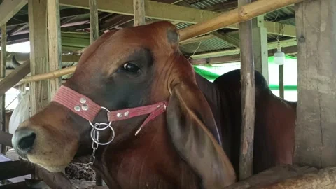 Beef cattle 3 Video stock 196208174