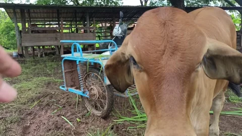 Beef cattle 4 Video stock 196208170