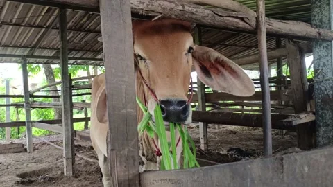 Beef cattle 5 Video stock 196208168