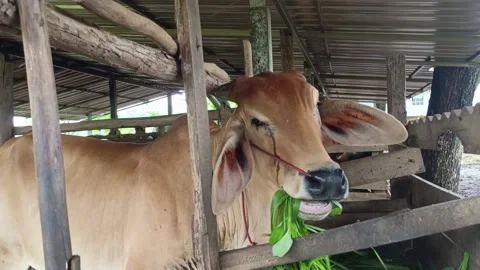 Beef cattle 7 Video stock 196208159