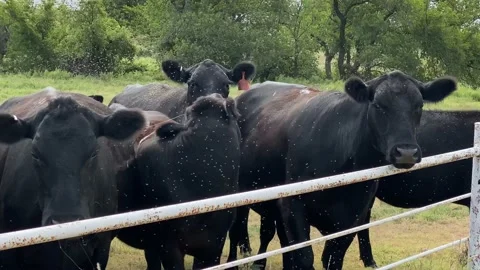 Beef Cattle Being annoyed By Flies Stock Footage 139079175