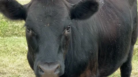 Beef Cattle Being annoyed By Flies Stock Footage 139079238