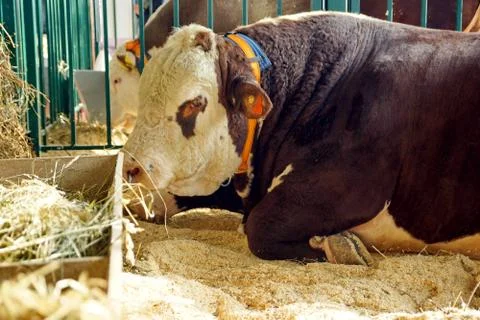 Beef cattle. bull Stock Photos